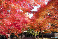 京都紅葉便り ⑰