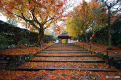 京都紅葉巡り