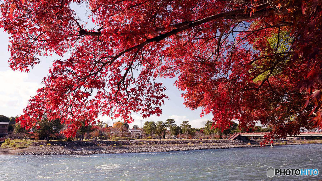 京都紅葉便り ⑩