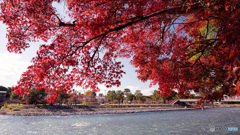 京都紅葉便り ⑩