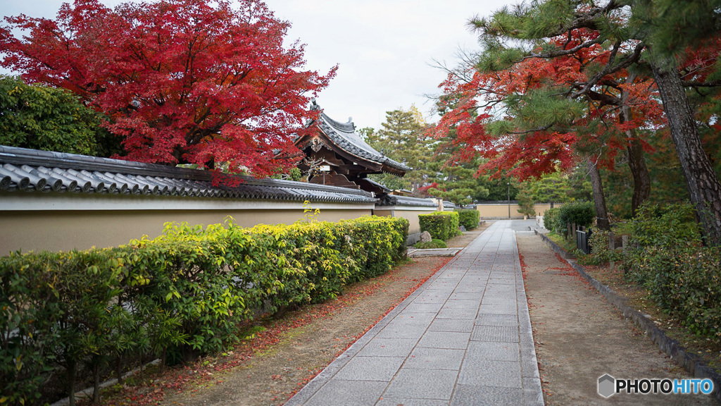 京都紅葉狩り ⑤