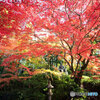 真っ赤な紅葉