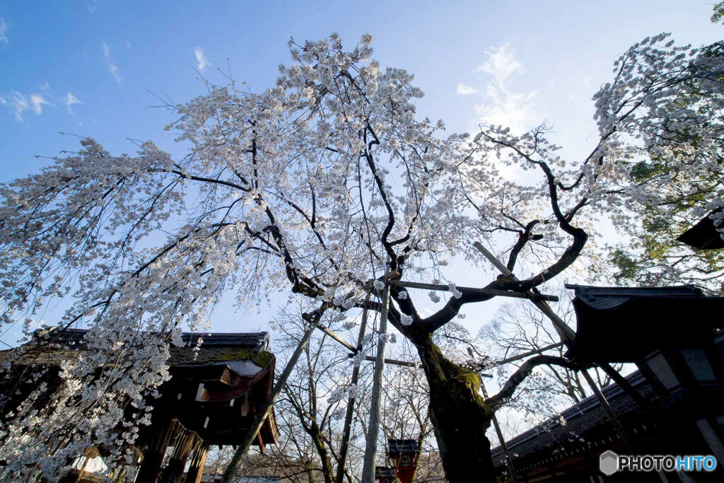 しだれ桜