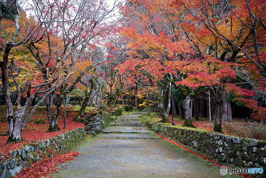 紅葉