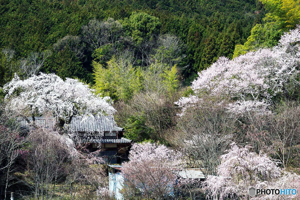 桜咲く