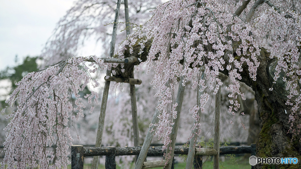 しだれ桜