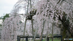 しだれ桜