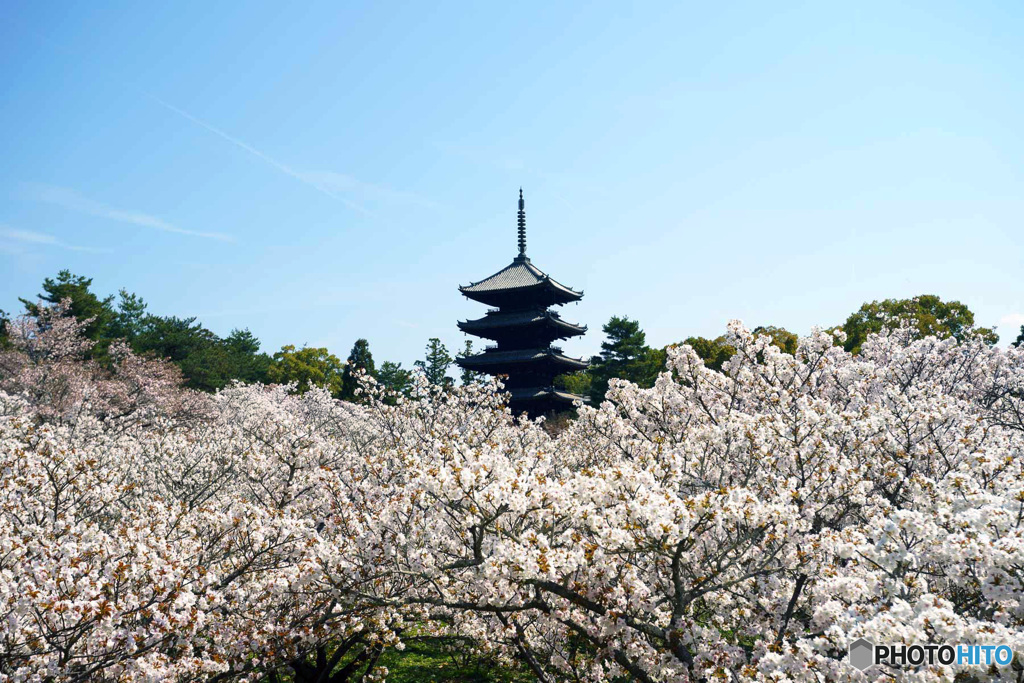 御室桜