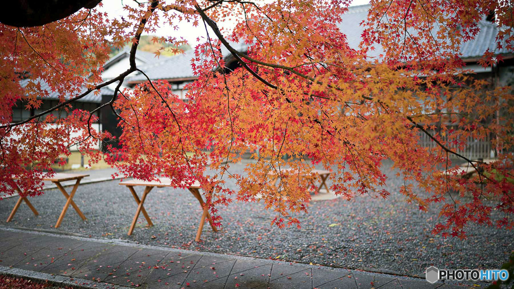京都紅葉便り ⑧