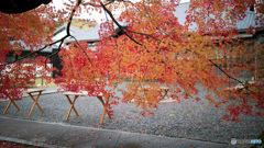 京都紅葉便り ⑧