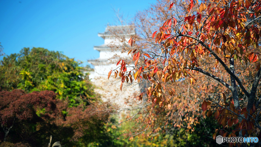 桜の黄葉と巽櫓