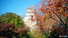 桜の黄葉と巽櫓