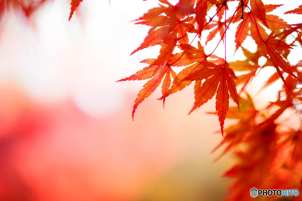 京都紅葉便り