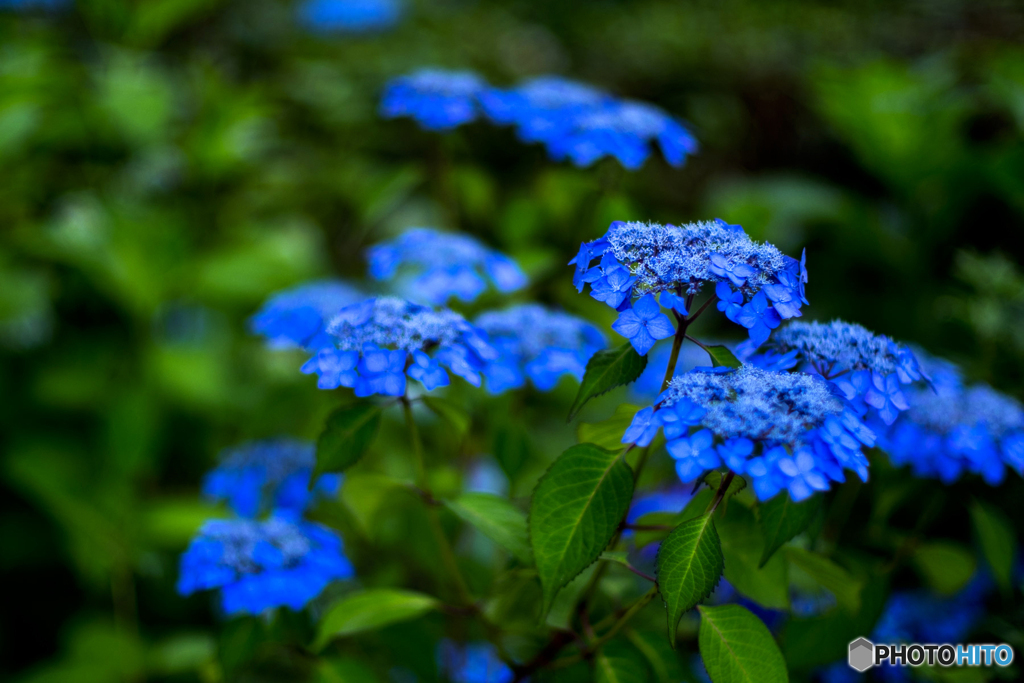 紫陽花ブルー