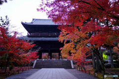 京都紅葉便り