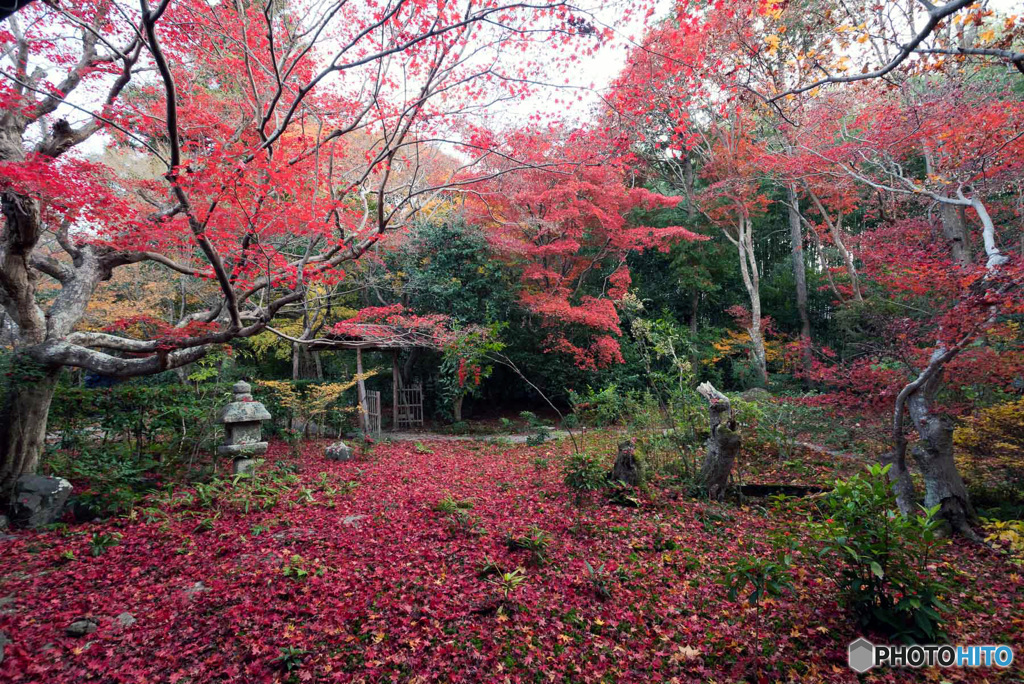 敷き紅葉