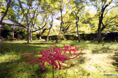 曼珠沙華