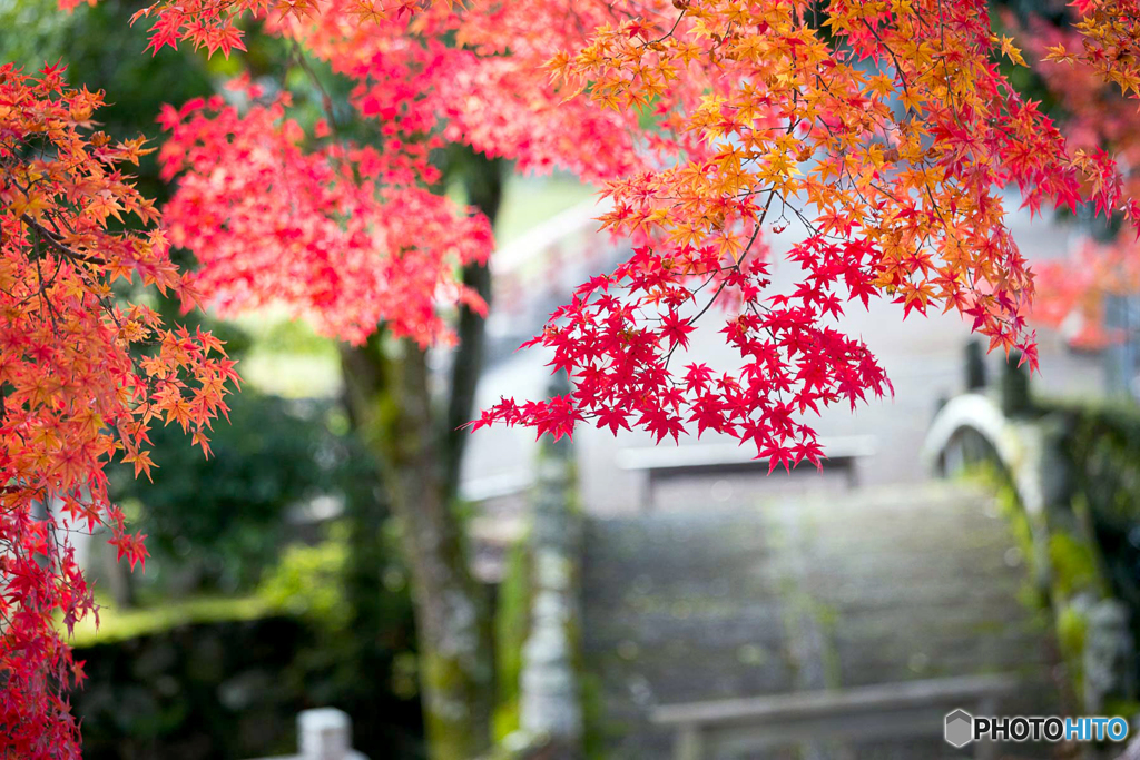 参道の紅葉