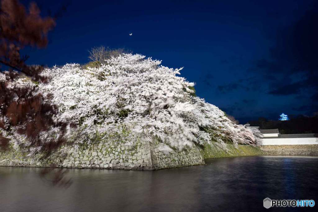 三日月と夜桜