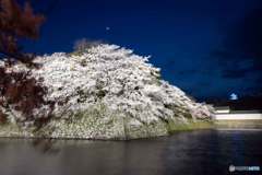 三日月と夜桜