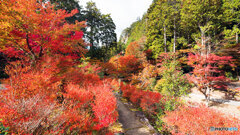 丹波紅葉めぐり ⑤