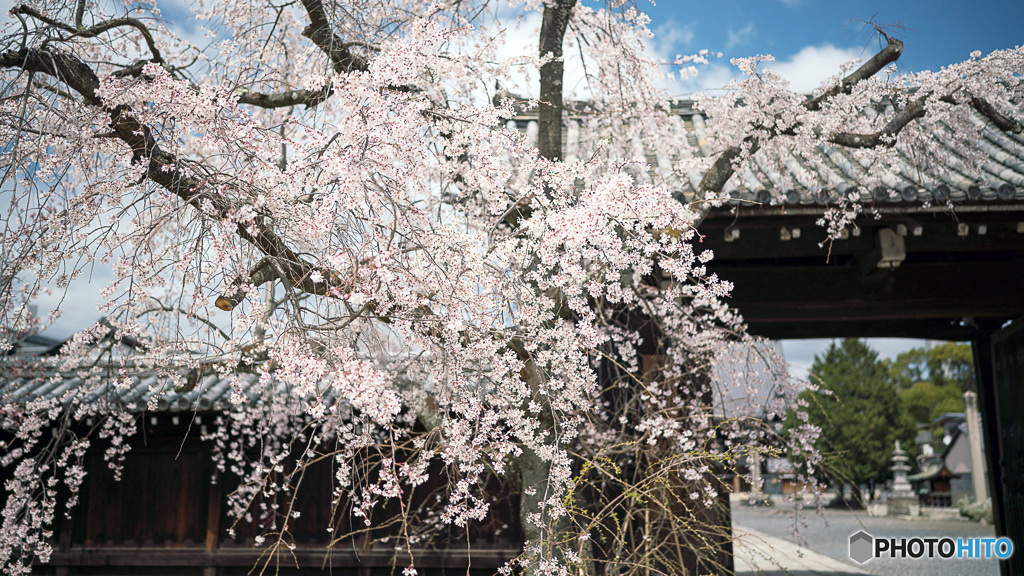 しだれ桜