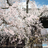 しだれ桜