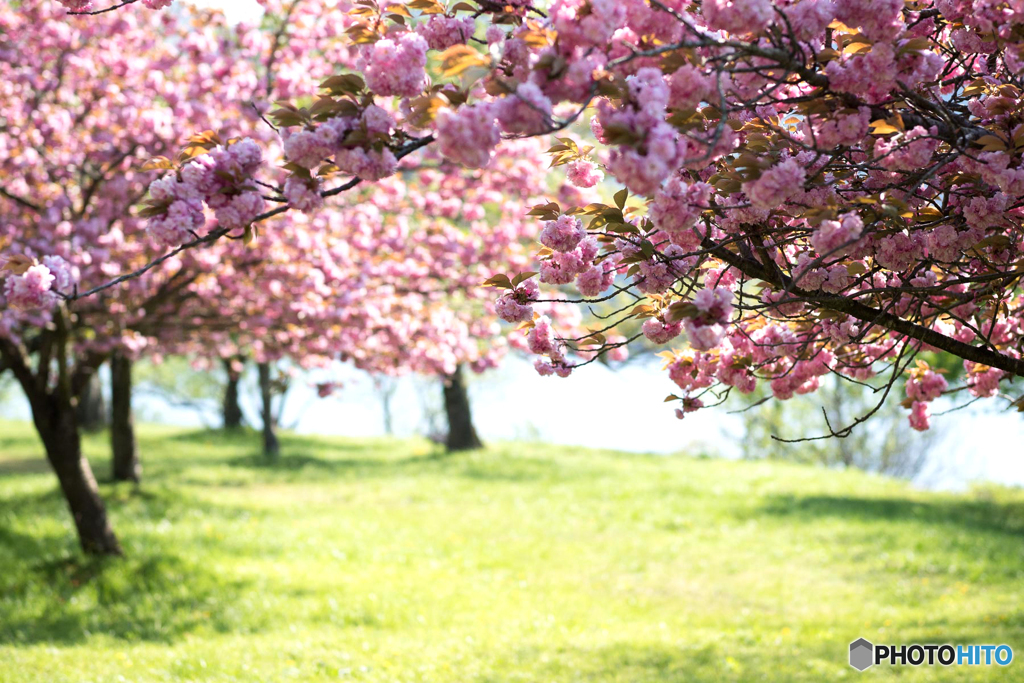 八重桜