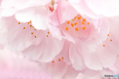 河津桜