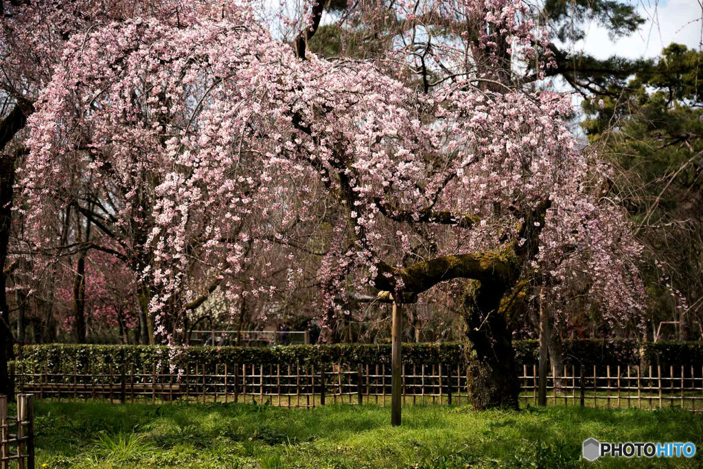 しだれ桜