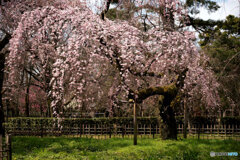 しだれ桜