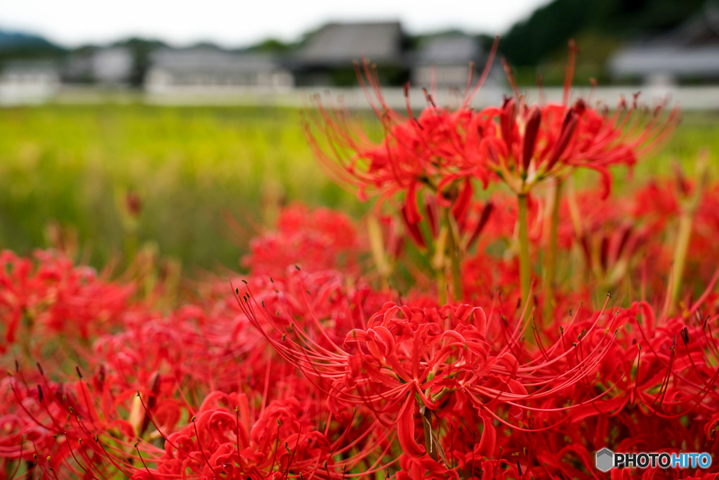 彼岸花