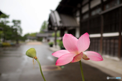 雨に濡れるハス