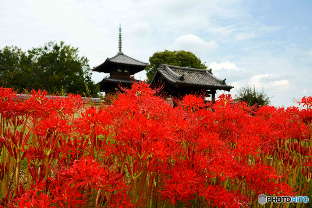 彼岸花のある風景