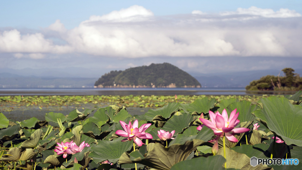 蓮の咲く風景