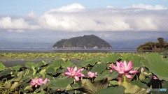 蓮の咲く風景