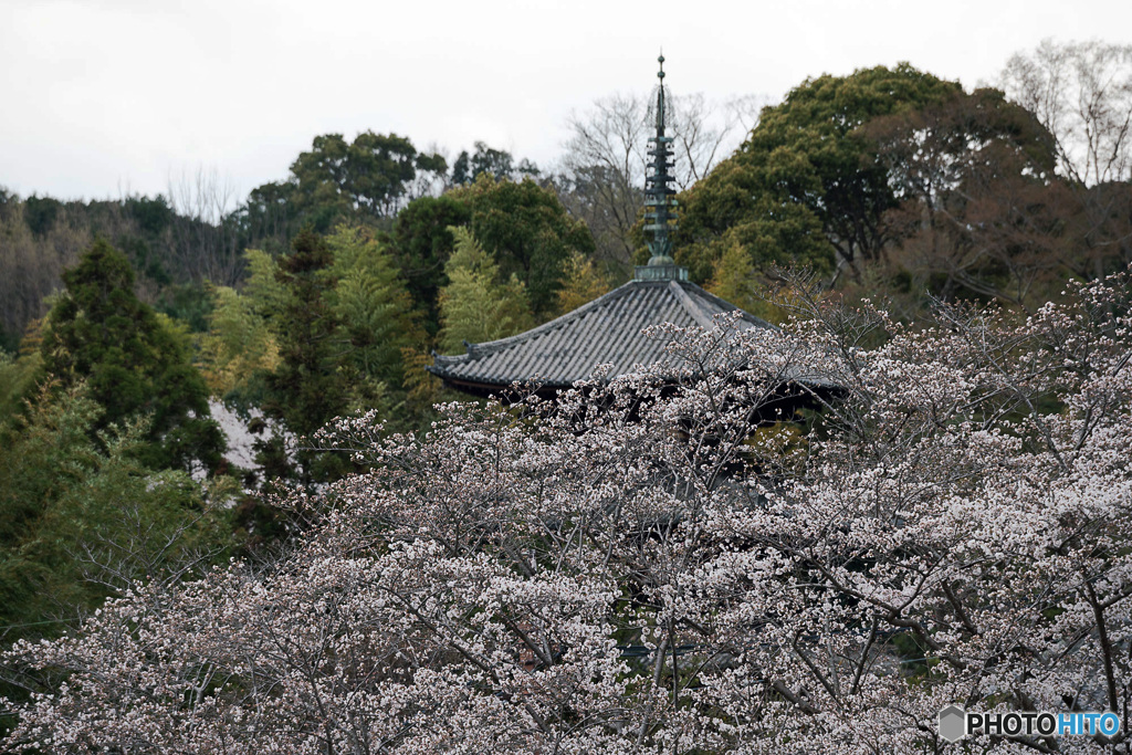 桜咲く