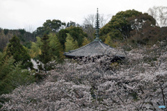 桜咲く