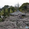 桜咲く