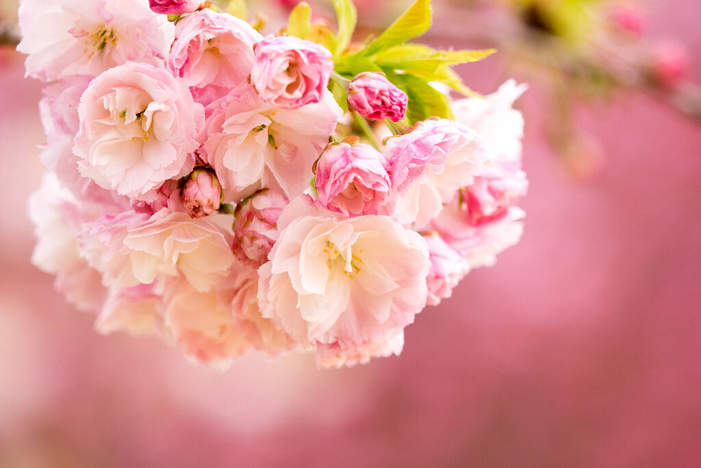 桜