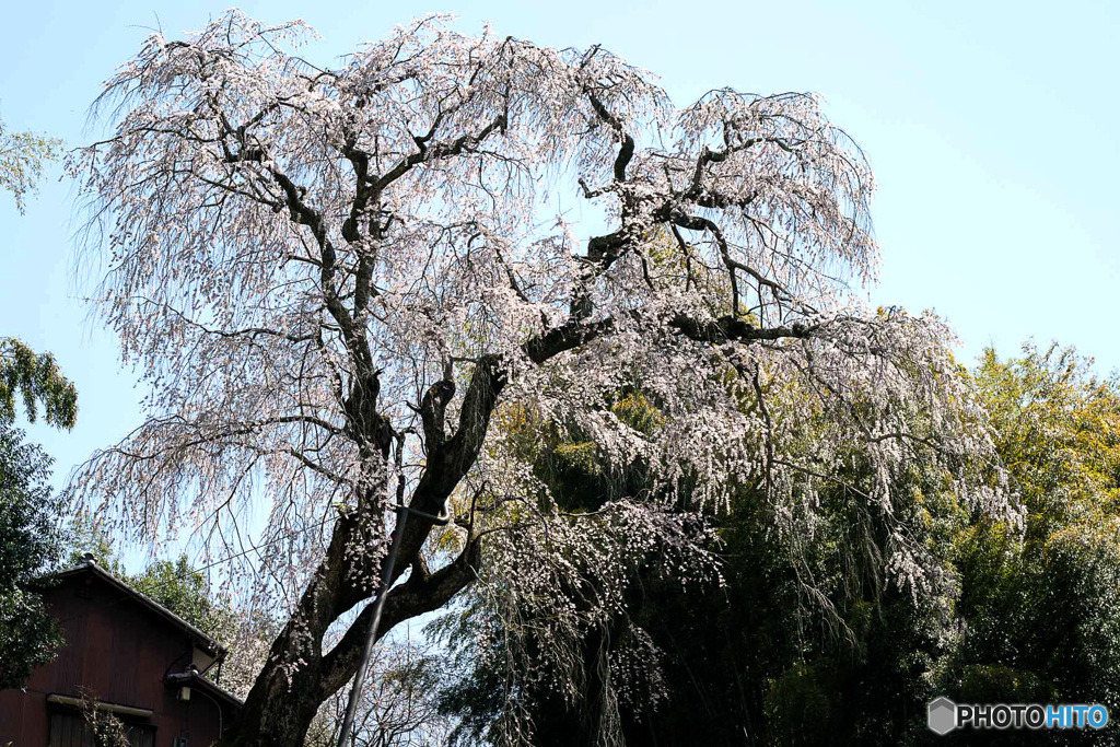 八講桜