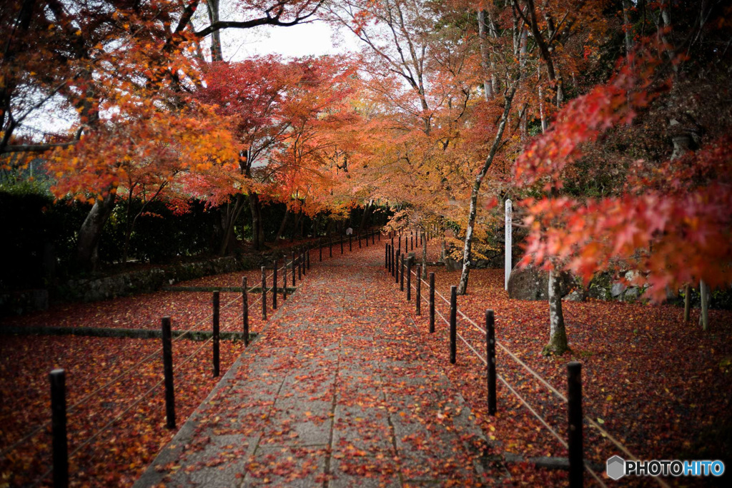 紅葉トンネル
