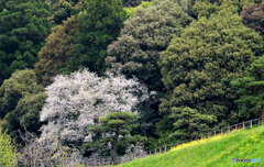 名残り桜