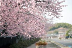 桜並木