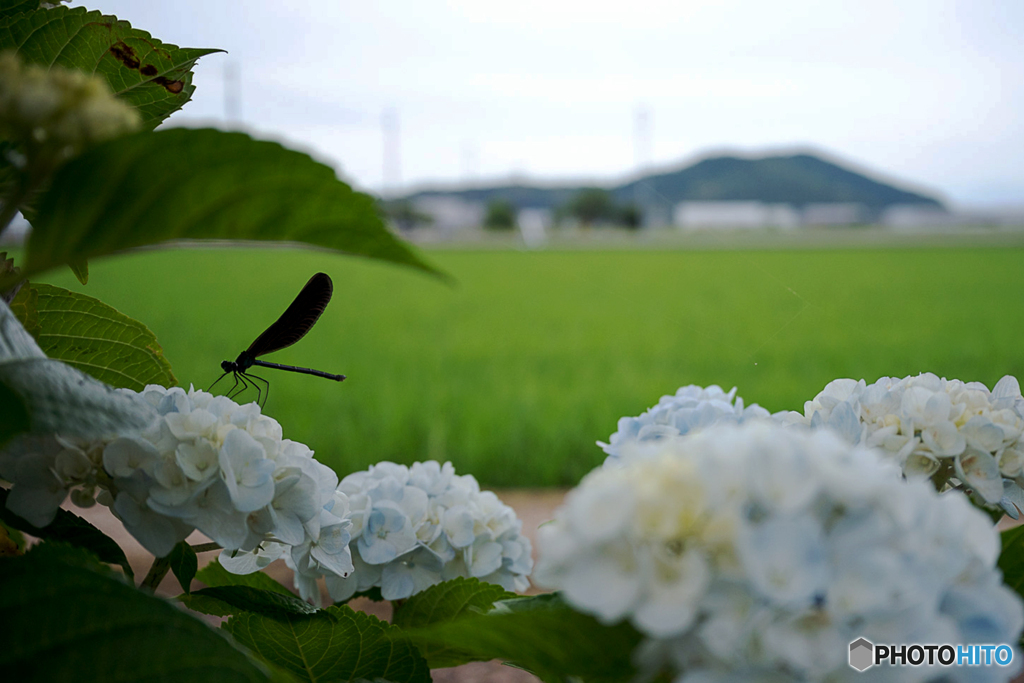 紫陽花と黒トンボ