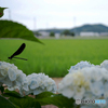 紫陽花と黒トンボ