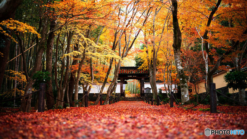 京都紅葉狩り ㉘