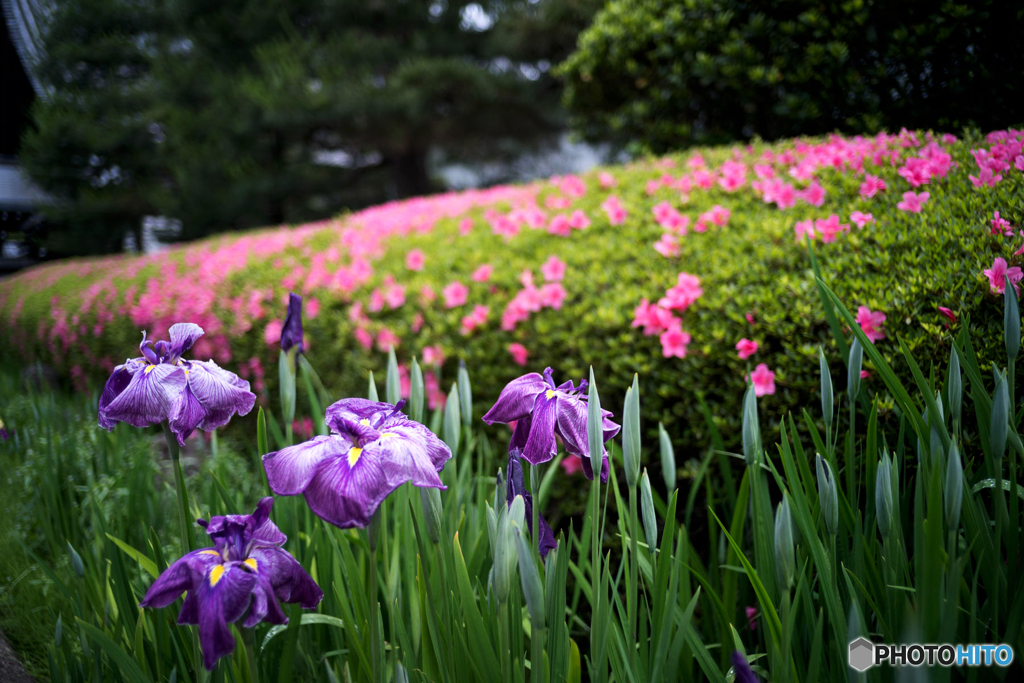 花菖蒲