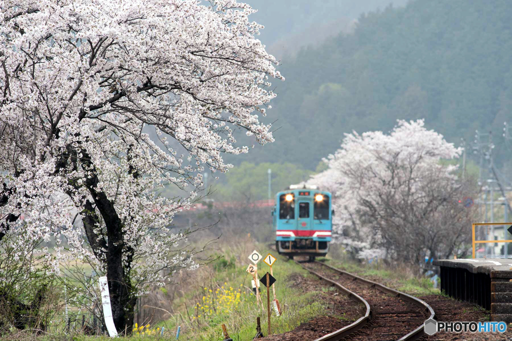 桜と樽見鉄道