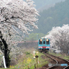 桜と樽見鉄道
